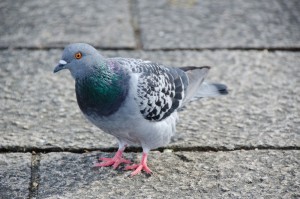 12421024 - rock dove, columba livia on a stone pavement